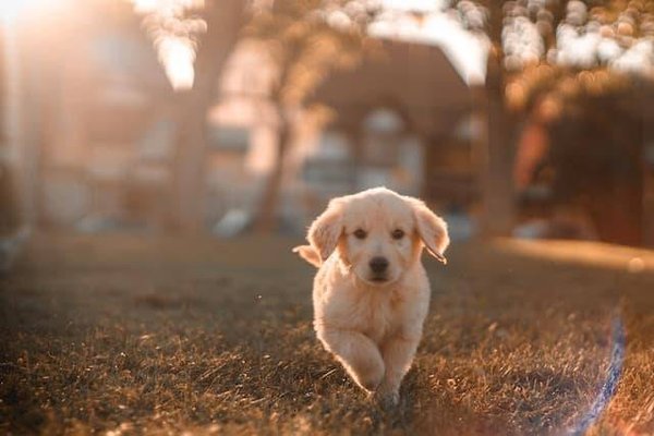 Quels sont les campings acceptant les animaux en Dordogne ?